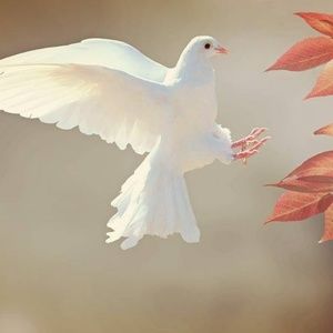 Meet your Posher, Daniela